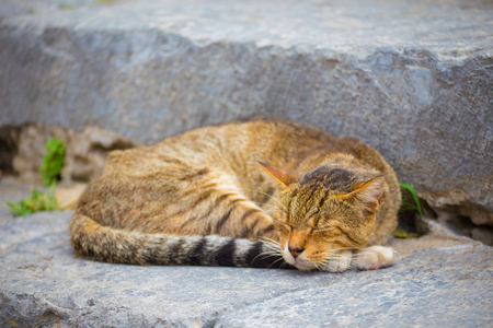 睡在外面楼梯上的条纹可爱猫