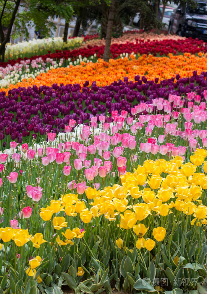春天花园里盛开着五颜六色的郁金香花