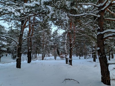 冬天森林的美丽景色松林里的树枝上有许多雪，冬天的日落