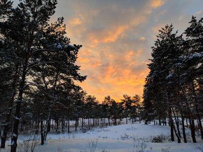 冬天森林的美丽景色松林里的树枝上有许多雪，冬天的日落