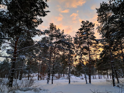 冬天森林的美丽景色松林里的树枝上有许多雪，冬天的日落