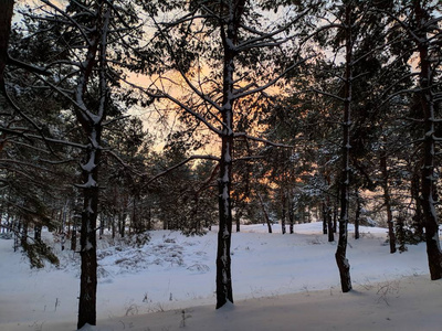 冬天森林的美丽景色松林里的树枝上有许多雪，冬天的日落