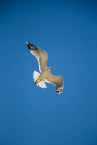 一只海鸥以蓝天为背景飞翔