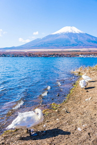 美丽的风景富士山与白天鹅围绕日本山子湖