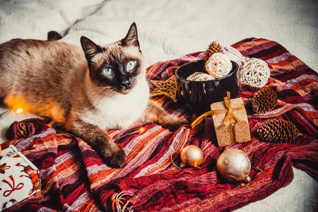 圣诞节的属性和猫的坏