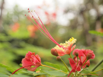 把花园里美丽的粉红色花收起来