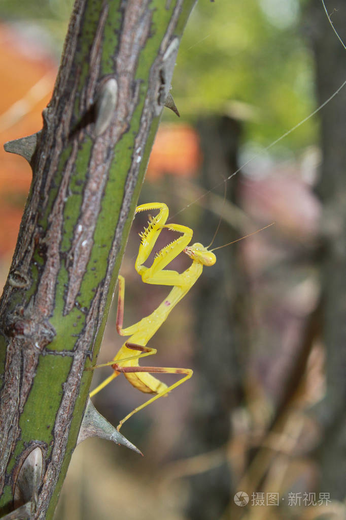黄色的螳螂爬上树枝