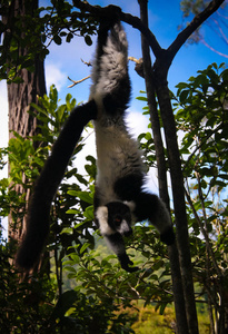 马达加斯加阿齐纳纳地区的一棵树上的黑白毛毡，又名瓦雷西亚。
