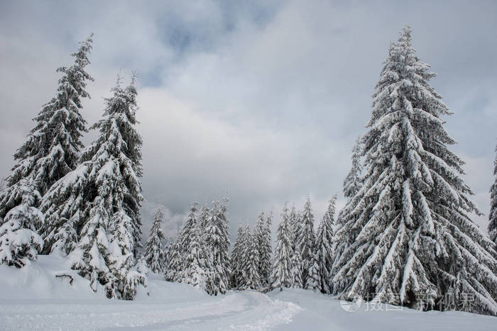 冬季景观有雪覆盖的杉树圣诞明信片概念