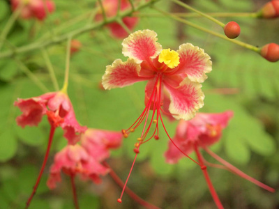 把花园里美丽的粉红色花收起来