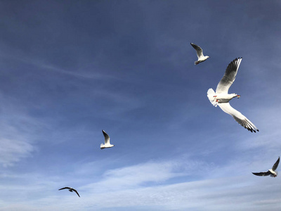 一群海鸥在天空中飞翔，复制空间