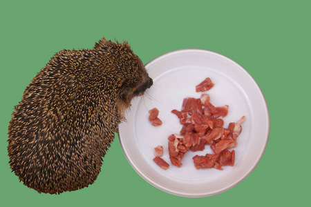 吃刺猬图片