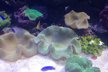 在水族馆的海葵海洋地毯海葵在水族馆里被漂浮的鱼包围着照片