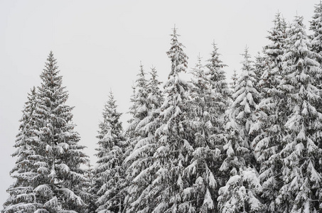 白雪覆盖了森林中的冷杉树