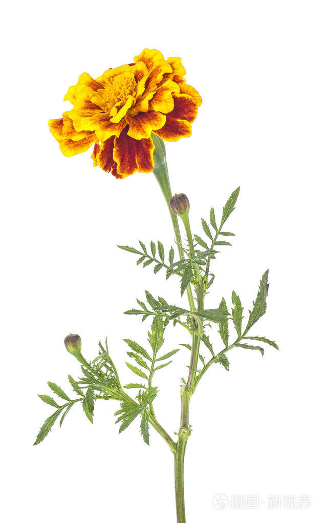 白色背景上孤立的一朵花万寿菊