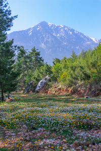 在群山的背景上，五颜六色的花朵盛开的草地。 自然背景