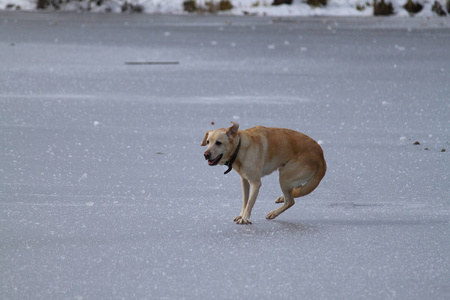 一只狗在白色冰冻的湖面上奔跑