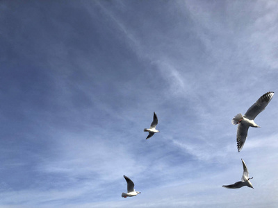 独自飞翔在天空中在蓝色的天空中翱翔的白色海鸥成年白尾鹰在空中飞行