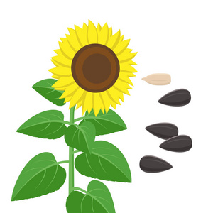 向日葵植物开花和果实,幼苗的向量图解照片