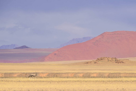 在纳米比亚沙漠纳米比亚非洲有高红色沙丘的Sossusvlei盐锅。