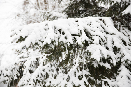 一棵树的树枝上覆盖着雪。