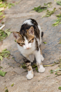 在城市的街道上看到的流浪猫