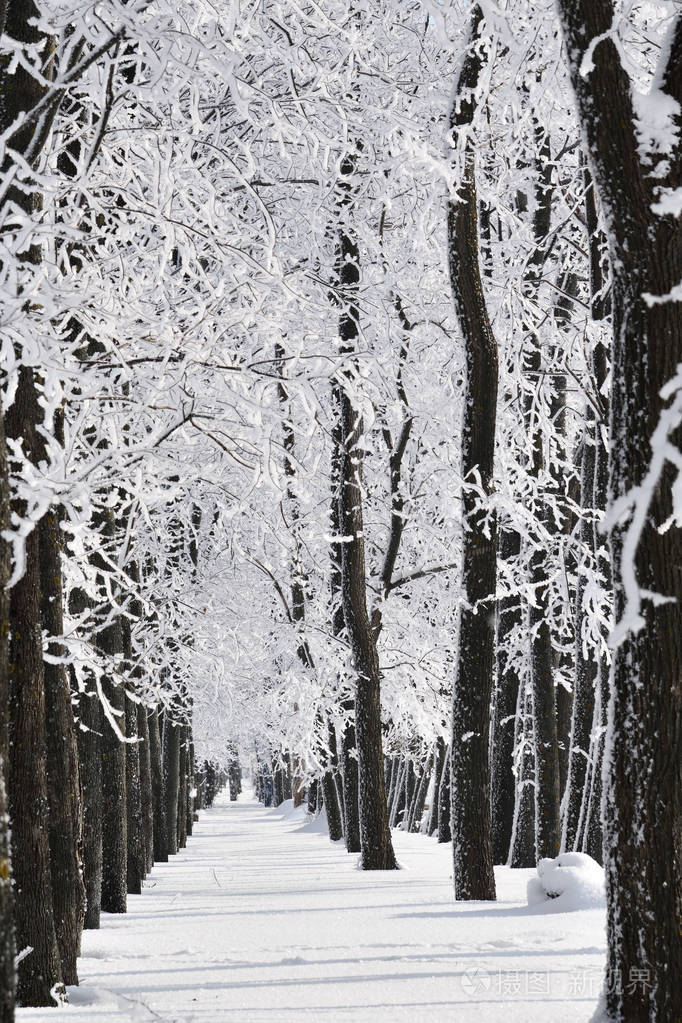 冬天的森林,下着雪,冻树覆盖着霜冻,阳光明媚的俄罗斯