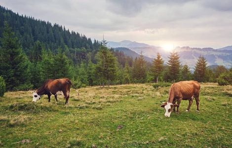 夏天，奶牛在山区附近的草地上吃草