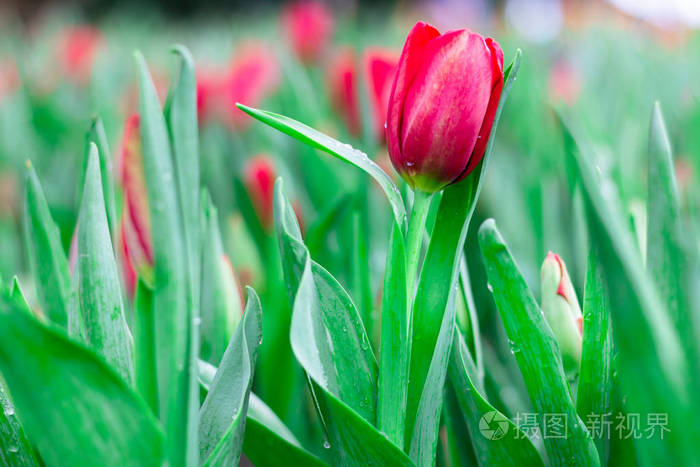 彩色郁金香花草甸春天自然背景图卡设计