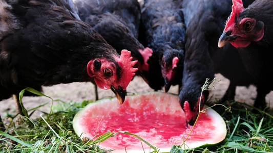 农场里有很多鸡在吃西瓜, 鸟儿吃浆果特写镜头