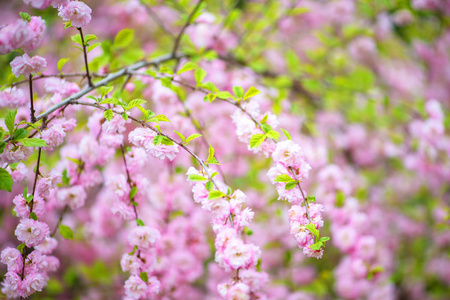 横向树枝日本花园里的粉红色樱花.横向摄影,宏观摄影照片