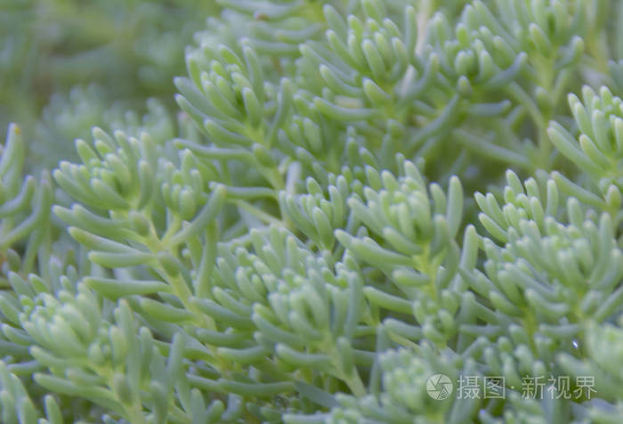 晴朗天气下的绿芽特写植物