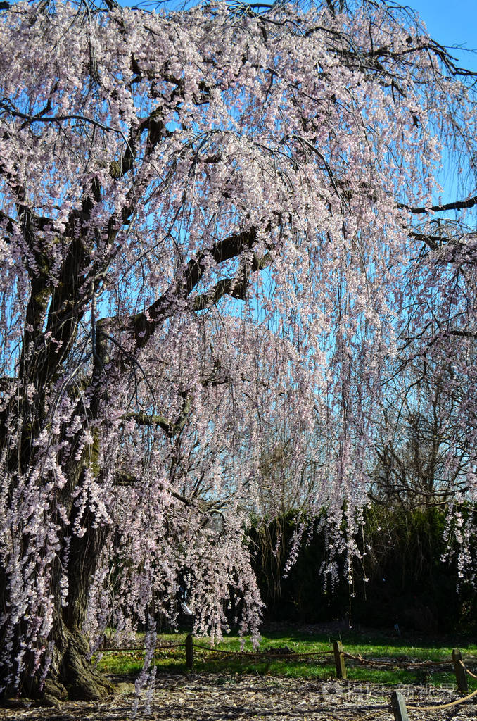 华盛顿特区国家植物园开花的樱花树