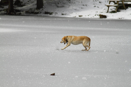 一只狗在白色冰冻的湖面上奔跑