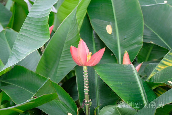 香蕉花在香蕉树上