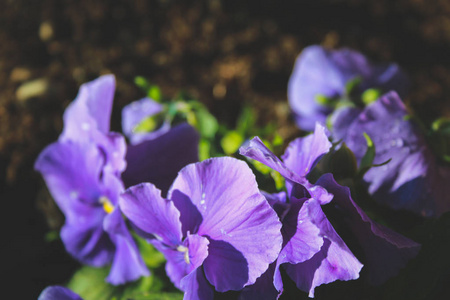 新西兰田间生长的紫色野花图片