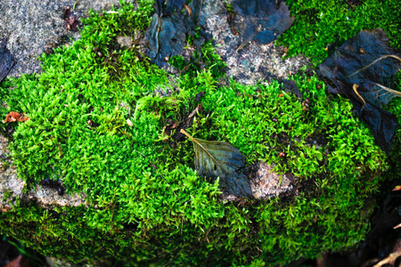 石头上明亮的绿色苔藓近距离俯视