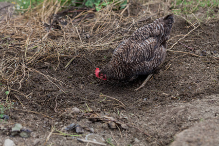 院子里的黑鸡鸡在土壤中寻找食物。自然与有机食品概念生产