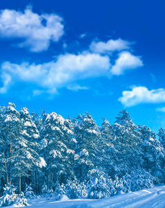 冰冻的冬林，覆盖着雪的树木。