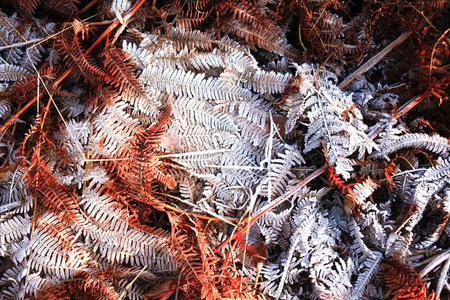 冰的干燥蕨类植物冬天，五颜六色的叶子和草质地背景
