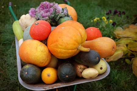 花园手推车收获南瓜,西葫芦和观赏白菜照片