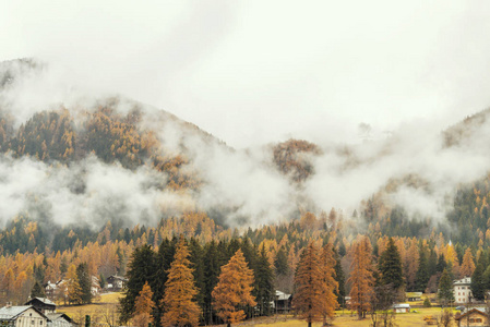 秋天在蒙特罗萨附近的格雷斯尼山谷的薄雾森林