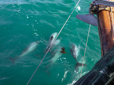 s dolphins swimming next to boat in Akaroa, South Island, New Ze