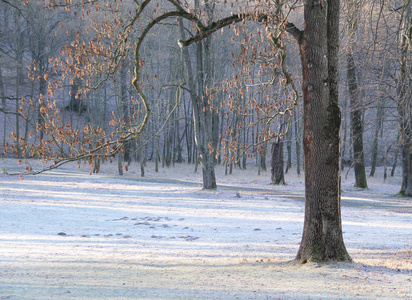 草地上裸露的树木和霜