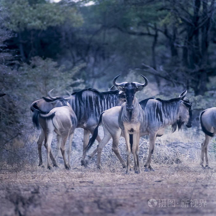 蓝色野生动物牛角目动物