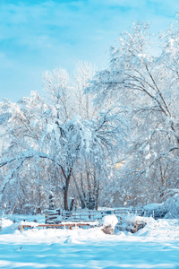 冬日田园诗般的乡村风光，阳光明媚的一天，白雪覆盖着树木