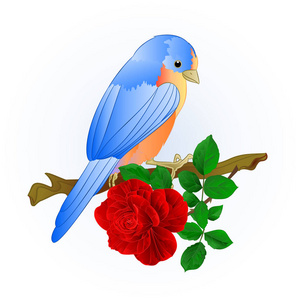 小松鸟蓝鸟画眉红色玫瑰春天背景,复古矢量插图可编辑手绘照片