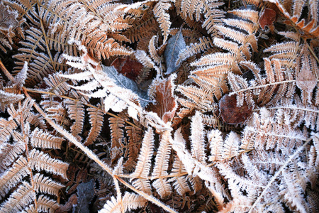 冰的干燥蕨类植物冬天，五颜六色的叶子和草质地背景