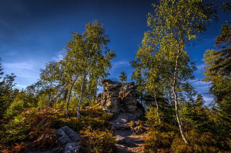 波兰国家公园斯托罗韦山斯兹切利涅茨韦尔基的伯奇树和美丽的石组，位于表山的布莱德斯加利石迷宫附近