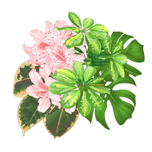 花束与热带花卉花卉排列，与美丽的淡粉色杜鹃，谢弗拉，杜鹃和菲克斯自然背景复古矢量插图可编辑手绘。